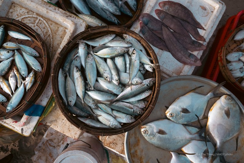 Chợ cá Tam Tiến - Quảng Nam