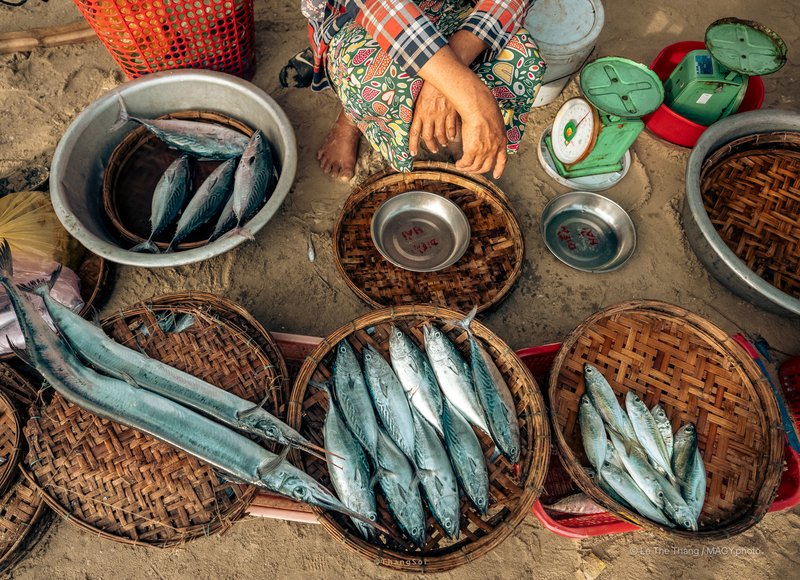 Chợ cá Tam Tiến - Quảng Nam