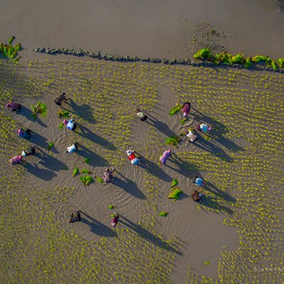 Bức ảnh chụp từ trên cao cho thấy cảnh nông dân đang cấy lúa trên cánh đồng ở Tịnh Biên, An Giang. Khung cảnh tạo cảm giác yên bình và thể hiện nét đẹp lao động của vùng đồng bằng sông Cửu Long.