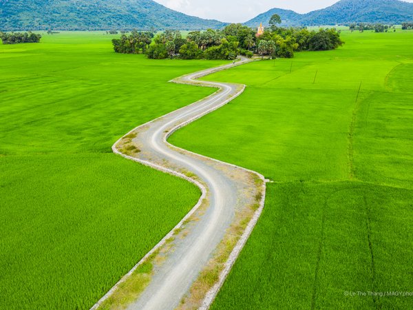 Hình ảnh cho thấy một con đường đất uốn lượn qua cánh đồng lúa xanh mướt rộng lớn ở vùng nông thôn. Cảnh quan mang lại cảm giác yên bình và tĩnh lặng của vùng quê.