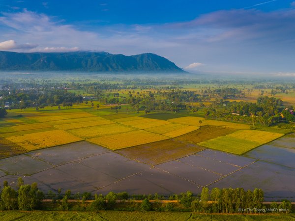 Bức ảnh chụp cảnh đồng ruộng rộng lớn với núi Bảy Núi ở phía xa, trời xanh và sương mù nhẹ vào buổi sáng. Khung cảnh mang lại cảm giác yên bình và thanh thản của vùng nông thôn miền Tây Nam Bộ.