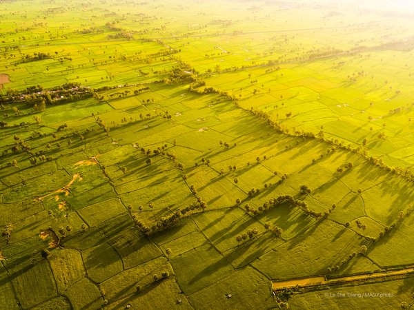 Hình ảnh chụp từ trên cao cho thấy cánh đồng lúa xanh trải dài tại Tịnh Biên, An Giang với ánh sáng ban chiều dịu nhẹ. Cảnh quan mang lại cảm giác yên bình và tĩnh lặng của vùng nông thôn đồng bằng sông Cửu Long.