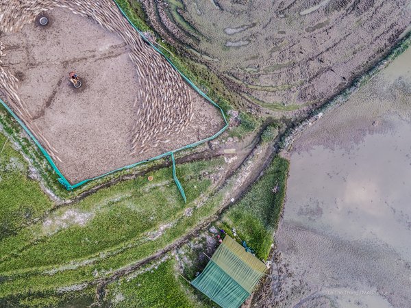 Ảnh chụp trên cao cho thấy một khu vực đồng lúa và đất nông nghiệp với một người đang chăm sóc đàn gia súc. Hình ảnh tạo cảm giác yên bình và thể hiện sự gắn bó giữa con người với thiên nhiên trong vùng đồng bằng sông Cửu Long.