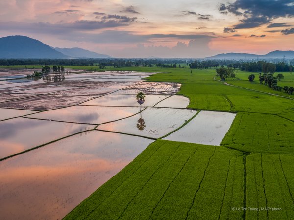 Bức ảnh chụp cảnh đồng lúa tại Tịnh Biên, An Giang vào lúc hoàng hôn với ánh sáng dịu nhẹ. Cảnh vật mang lại cảm giác yên bình và tĩnh lặng của vùng nông thôn miền Tây sông nước.