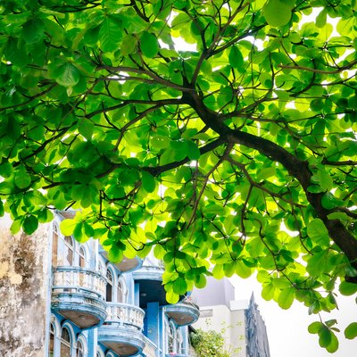 Bức ảnh chụp tán lá xanh tươi của cây bàng mùa xuân phía trên một dãy nhà phố cổ ở Hà Nội. Cảnh vật mang lại cảm giác tươi mới và yên bình giữa không gian đô thị.