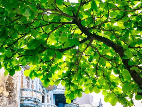 Bức ảnh chụp tán lá xanh tươi của cây bàng mùa xuân phía trên một dãy nhà phố cổ ở Hà Nội. Cảnh vật mang lại cảm giác tươi mới và yên bình giữa không gian đô thị.