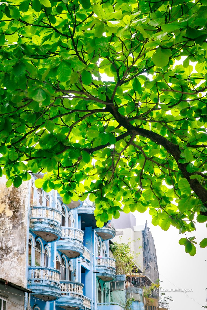 Tán bàng mùa xuân