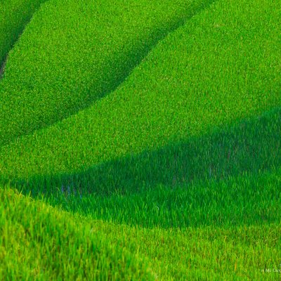 Ruộng lúa Mù Cang Chải