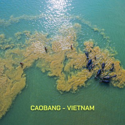 Bức ảnh chụp từ trên cao cho thấy một đàn trâu đang tắm và nghỉ ngơi trên sông ở vùng nông thôn Trung Khánh, Cao Bằng. Không khí yên bình và cảnh vật tự nhiên tạo nên cảm giác thư thái và truyền thống.