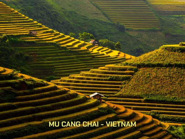 Ruộng bậc thang mùa lúa chín tại Mù Cang Chải, Việt Nam, ánh sáng tự nhiên